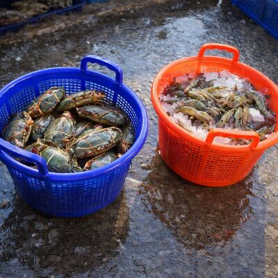 ซื้อ กระเป๋าสตางค์กุ้งพลาสติก PP กระเป๋าสตางค์เก็บอาหารทะเล การผลิตออนไลน์